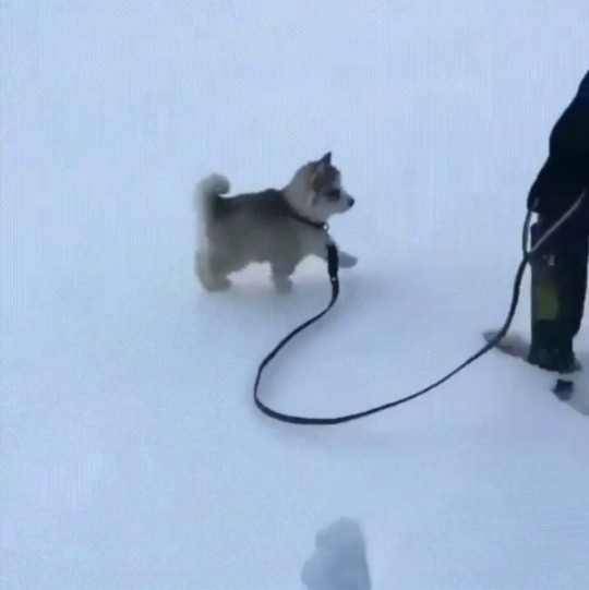 everythingfox:  Too tiny to even leave footprints
