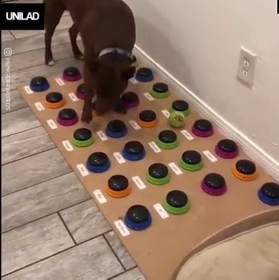 jenniferrpovey: trustmeimanengiqueer:  catsbeaversandducks:   This speech-language pathologist taught her dog 29 words, and he can even form full sentences. Video by Christina Hunger    Dogs actually do have a language center in their brains. They process