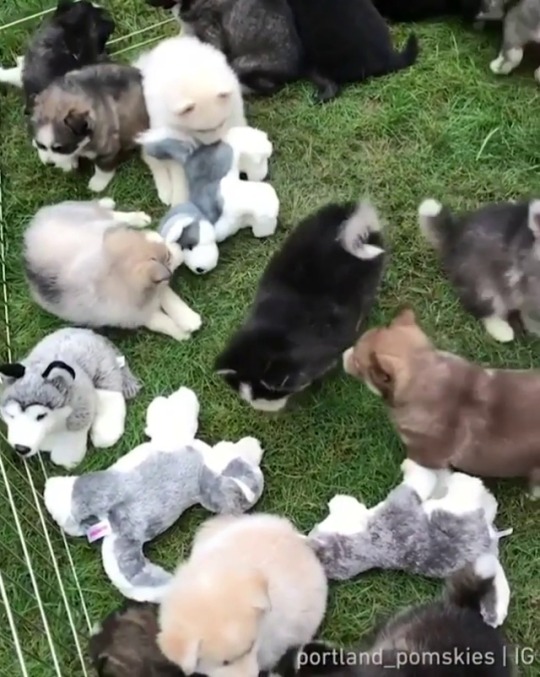 fluffygif:    Is this heaven? (by: portland_pomskies)  @thingssthatmakemewet 😍😘