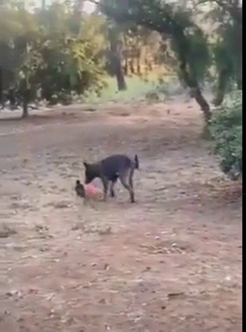 thenatsdorf:  Dog and Crow are best friends.