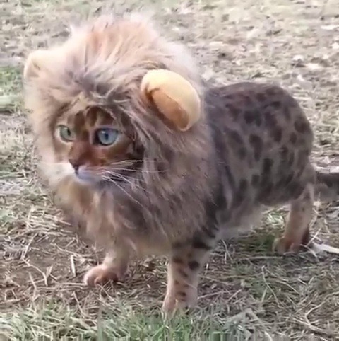 fluffgo:  Lion or a cat?