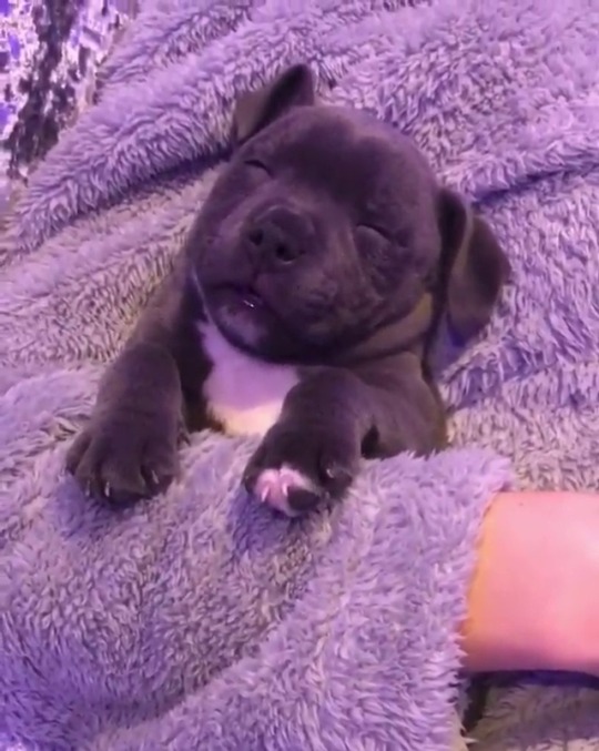 fluffygif:Baby pittbul sleeper