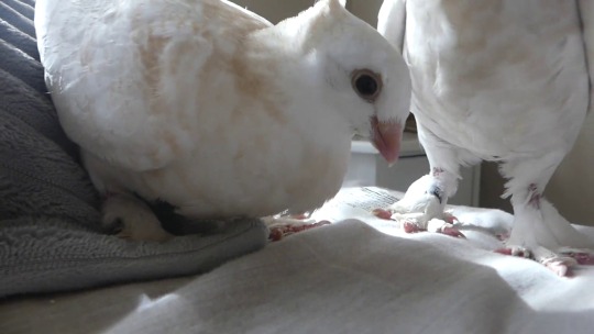 chickenkeeping:what i mean by pigeons love textures. tyto says bro this bed feels