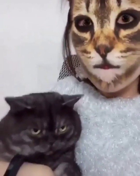 glitterystarseed:  thenatsdorf: Cat NO likey!  The best part is that this proves cats actually comprehend how photos and selfies work. They know that the human is taking a picture of them together. When the filter kicks on the cat looks back in shock