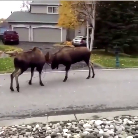do-what-the-knight-tells-you: myrandomstuffpage:  ceevee5:  For the love of God, sound on.  Ma! 🤣🤣🤣🤣    Transcript: Holy fuckin shit! MA! Ma come outside! There’s a fuckin moose or a buffalo or some shit they’re fight- *car beeps/yeets