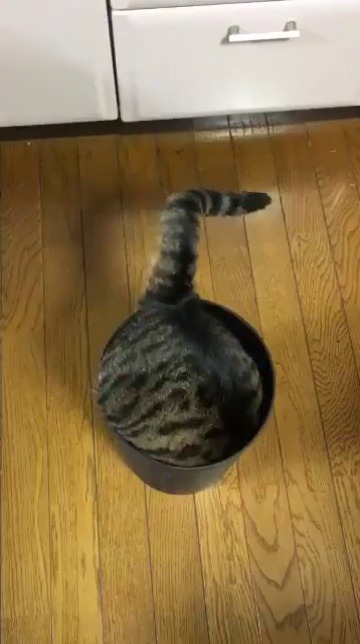 mytreeshop:  Pot kitty