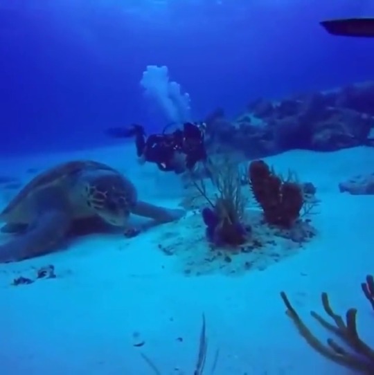 sixpenceee:  A massive sea turtle on the ocean floor