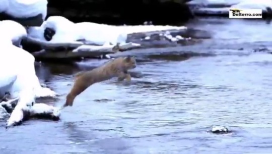   El Lince Canadiense es una de las cuatro especies de lince que quedan en el planeta, su pelo amarillo y largo le sirve para protegerse del frío, vive en el norte de Canadá y Alasca. Su potencia de salto es providencial.  