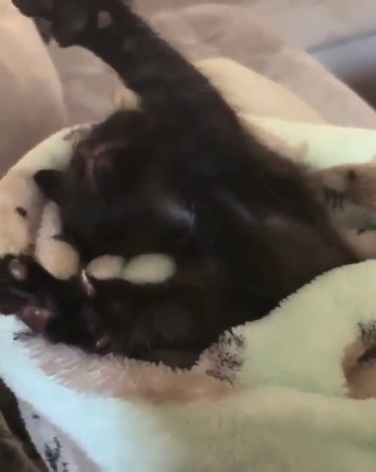 catsofinstagram:‪From @kellyfosterkittens: “It was a looooong day for this little Bear! 🐻😴 Paws up if you’re tired, too! 🐾” #catsofinstagram ‬ [source: https://ift.tt/2QlbEqJ ]