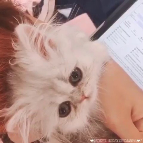 catsofinstagram:From @ena0596: “Baby Himawari🌻💓🥺” #twitterweek #catsofinstagram