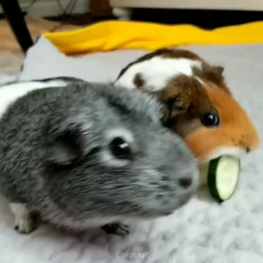 Fighting over a cucmber!Β (via Pipcast)