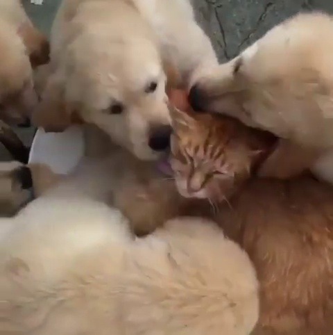 toursites:  Poor the cat or the happiest cat 🐶
