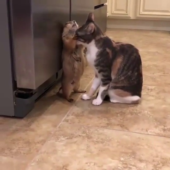 somecutething:  Cat cleaning his friend the Prairie Dog1 (via RM Videos)    @empoweredinnocence I think I know someone who would do this. 