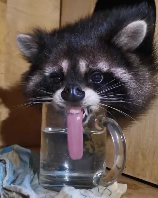 raccoon on Tumblr