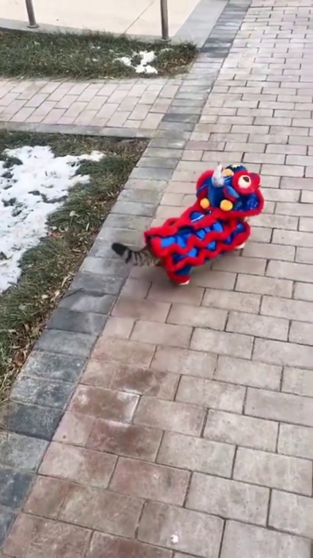 everythingfox:  “Kitty practicing the lion dance for the Chinese New Year” (via) 