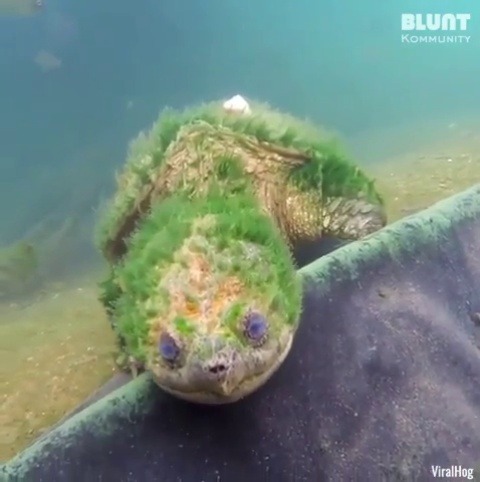 cornsnoot:the-anti-virgil: everythingfox:   Face to face with a 90 year old turtle 🎥:  Nicholas Breaux      Moss man  p sure that’s an ancient god
