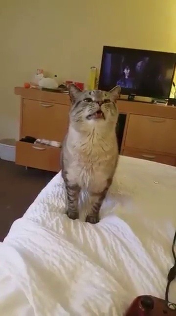 hazelsmazecave:crustydingus: kittyvisuals: Cat MEGA sneeze Cat MEGA sneeze  