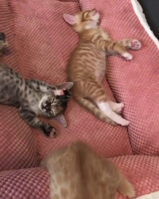 catsofinstagram:  ‪From @christinescatsandcanines: “What their post-lunch nap
