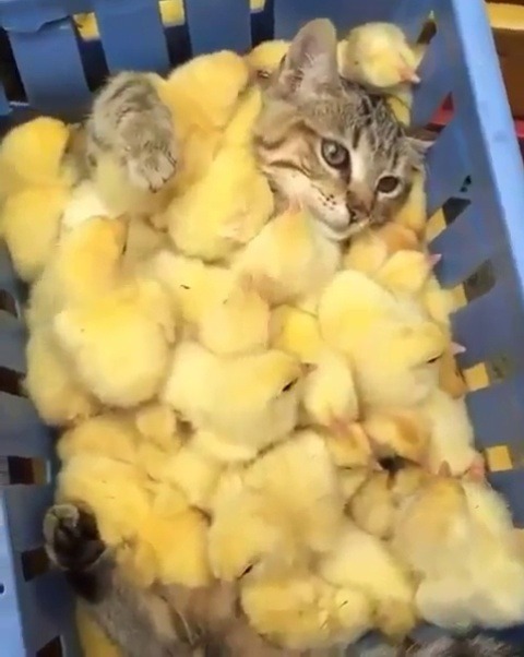 fluffgo:  I think this cat can candle these chicks just fine