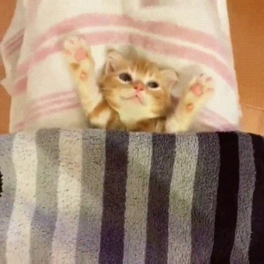 everythingfox: Getting tucked in (via) 