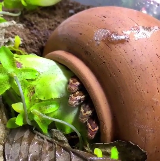 krakenpocalypse:everythingfox:  Baby snakes chilling in a plant pot(via) Baby hydra