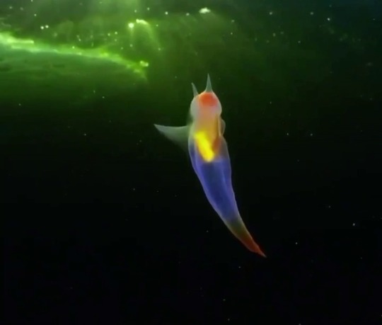 Porn everythingfox: “This slug is called a Sea photos