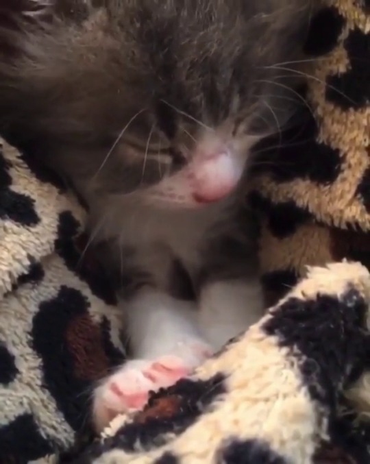 catsofinstagram:‪From @foster_furbabies: “Want the Purrfect way to relax today? Watch this, with the volume up.” #catsofinstagram ‬ [source: https://ift.tt/2UFVfjh ]