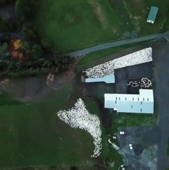 findus:  Tim Skellett@Gurdur:  An aerial view of a sheepdog as it demonstrates fluid mechanics, and it also shows a sheep is a particle, while a flock is a wave.   