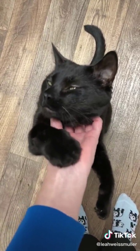 dandelions-dancing:catsbeaversandducks:luccorvus:just-things-i-enjoy:official-mugi: immaplatypus:  thenatsdorf: Black cats are lucky. (via leahweissmuller) MAN [IN THICK ACCENT]: Black cat bring good luck.  Not bad luck.  I have black cat - See, him