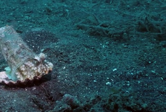 waffilicious:jaubaius:  Diver convince octopus porn pictures