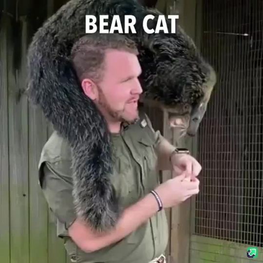You had me at Bear Cat (sound on)