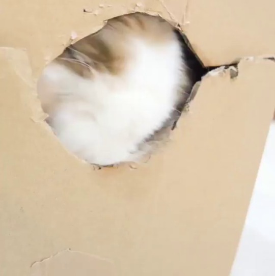 everythingfox:   Who disturbs me in my box (via) 