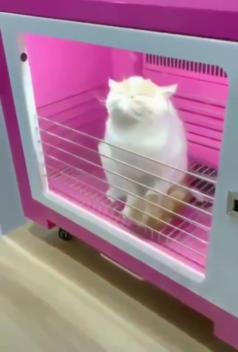 Porn photo everythingfox:This is a cat dryer