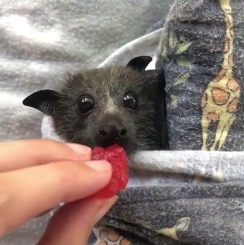 Sex everythingfox:Flying fox bat eating some pictures