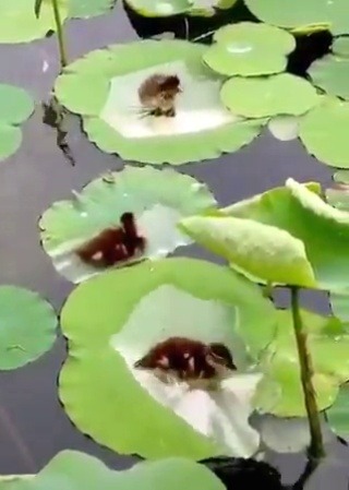 orny1312:Día de Spa para estos patitos