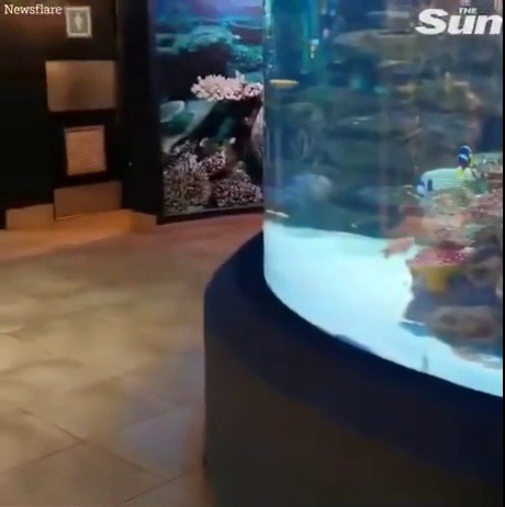 i-need-glitter:  bunjywunjy:  darkwingsnark:  killhitleragain:  tell-the-stars-hello:  this was cute until i realized the fish is probably trying to not get eaten   A fish trying not to get eaten wouldn’t slow down when the “predator” slows down.