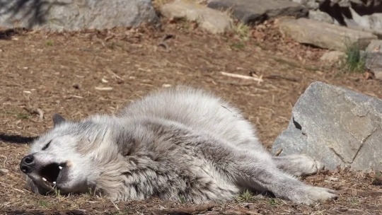 storyinmypocket:  lycrewe:  wolvesphoto: He howls lying down   Social distancing but still hanging out with your friends  Me when I have The Depression but I still want to be included. 