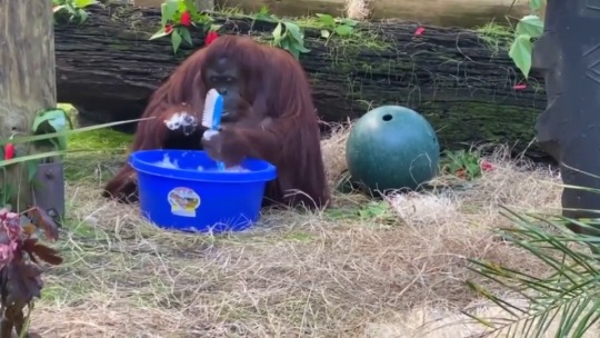 gluten-free-pussy: jaubaius: Sandra the Orangutan started washing her hands after observing her caretakers doing it.   She’s doing her part to flatten the curve. A queen 
