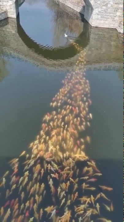 vizual-vibe:   A school of fish following a duck  