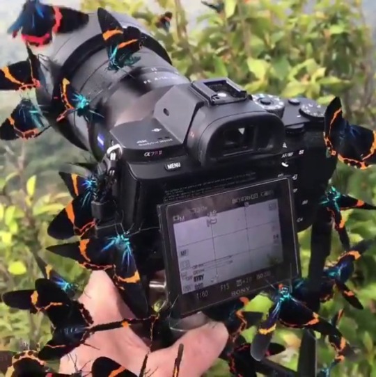 naturalcottage:  Butterflies