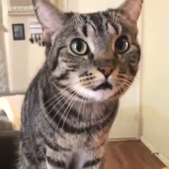 catsofinstagram:  From @parkerandlily: “Every meow brings a smile to our faces - especially when the meow sounds like everything but “meow”” #catsofinstagram  [source: https://instagr.am/p/B-oHTSnIAfa/ ]