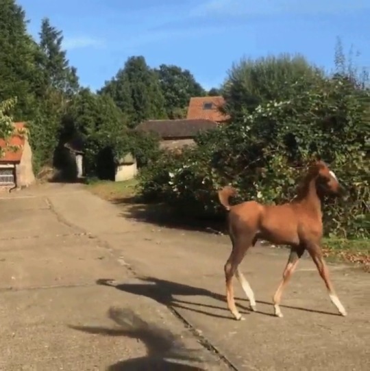 everythingfox:  “A newborn pony prancing in the sun”  (via) 