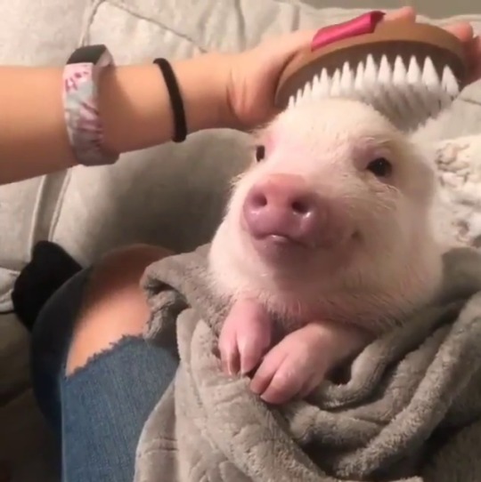 Sex everythingfox:  A pig getting brushed to pictures