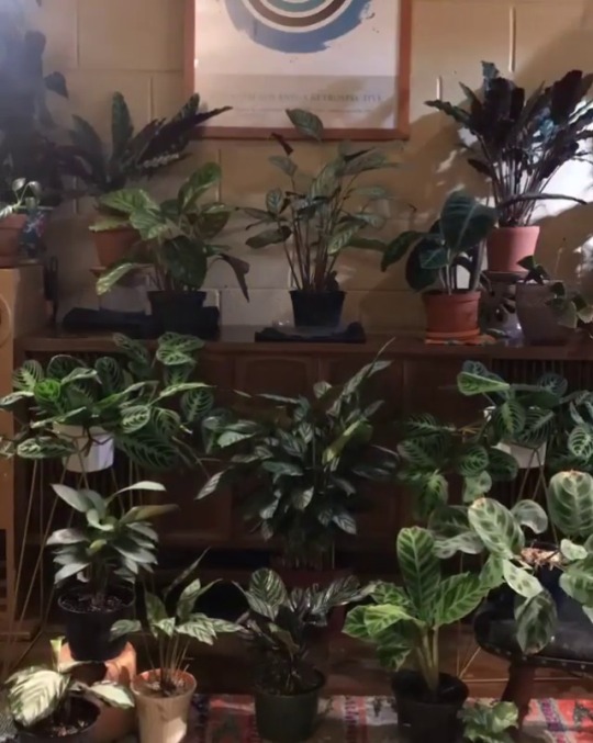 solarpunkcast:  dry-gold:   solarpunkcast:  blondebrainpower: Time Lapse of Plants - Three Days so is this plants actually moving their leaves or is it airflow?  This is the plants moving their leaves!In response to stimuli like light or heat, but this