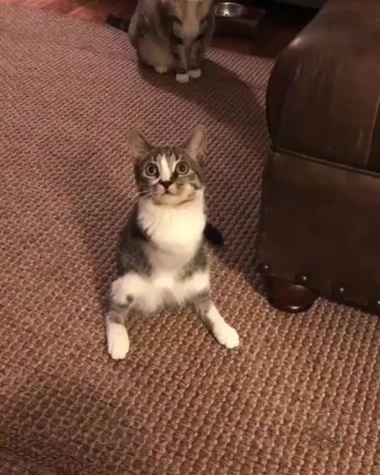 “Raptor kitty loves her toy” (via)