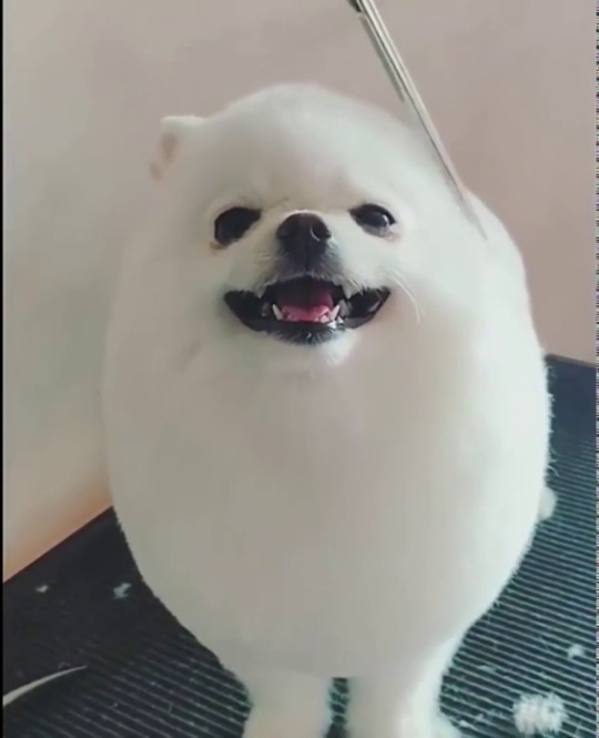 everythingfox:  Why does this egg have legs