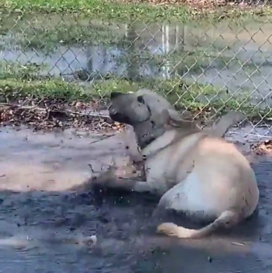 babyanimalgifs: Nothing quite like watching a dog having a good time  via @stevie_the_wonderdog 