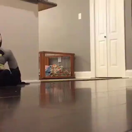 thesassypigs: The sound of a pig tip-tapping 💕 (via) 