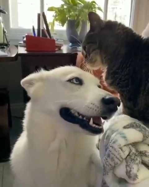 justcatposts:  Best friends(via)