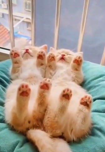 geekandmisandry:  everythingfox: Sleep buddies   What a lovely plant. 